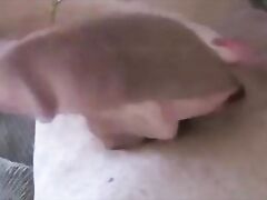 mommy worships her s. s cock